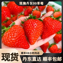 【产地直发】丹东99草莓官方东港新鲜奶油牛奶草莓红颜顺丰九九