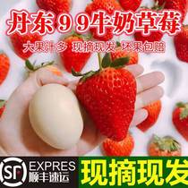 甄选草莓丹东99红颜牛奶草莓新鲜特大果孕妇水果东港大草莓2斤3斤