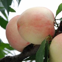 黄桃盆栽 庭院结果桃树新品种 水蜜桃嫁接树苗 南方北方果树种植