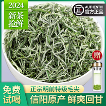 2024新茶毛尖茶叶信阳原产明前特级嫩芽浓香型绿茶散装毛尖茶500g