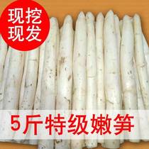 白芦笋新鲜当季蔬菜东山岛特产农家现挖现发500g5斤3时令嫩笋