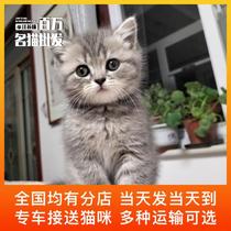 狸花猫活物中国田园猫橘猫小白猫宠物猫幼猫猫咪活体网红猫可爱猫