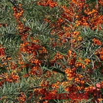 新采大果沙棘种子大果深秋红沙棘树种子 四季易活南方北方易种植