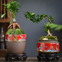中国红紫砂兰花盆创意简约盆栽室内文竹君子兰蝴蝶兰陶瓷盆带托盘