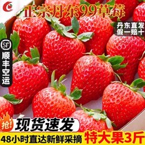 丹东99草莓新鲜采摘红颜奶油东港九九甜牛奶草莓大果