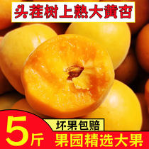 大黄杏金太阳杏子新鲜水果孕妇水果红蜜梅杏当季时令水果产地直发