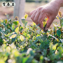 崂山绿茶2024新春茶雨前散装500g青岛特产高山云雾豌豆香袋装茶叶
