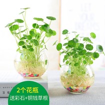 创意水培植物玻璃小花瓶北欧绿萝植物玻璃杯好看摆件办公桌室内