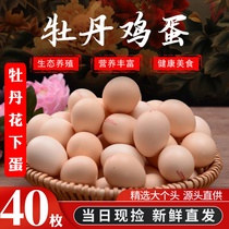 新鲜含硒牡丹鸡蛋40枚谷物喂养宝宝蛋自养农村鸡蛋家乡月子蛋整箱