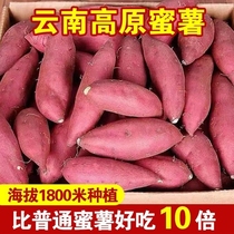 正宗沙地云南高山蜜薯红心红薯地瓜番薯农家自种糖心小香薯5斤9斤