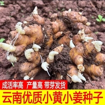 姜种子云南小黄姜山东大姜批发已发芽姜苗小生姜种带芽种植
