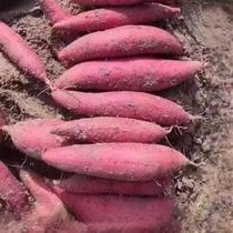 高原沙地西瓜红蜜薯红薯3/5/10斤新鲜番薯地瓜红心