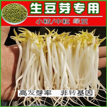 发豆芽专用绿豆生豆芽长绿豆芽小粒中粒非转基因水培发芽豆可食用