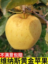 山东威海荣成维纳斯黄金苹果丑果有果锈日本冬恋苹果新鲜水果