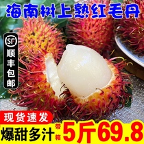 【顺丰包邮】海南红毛丹水果毛荔枝带箱5斤新鲜水果当季热带毛丹