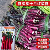 十月红菜苔种子种籽紫广东菜心紫菜苔四季增城迟蔬菜孑菜籽甜菜心