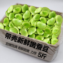 云南新鲜蚕豆5斤农家带壳生本地罗汉兰花胡豆青豆荚蔬菜整箱包邮