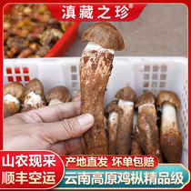 新鲜鸡枞菌野生云南特产精品鸡腿菇火把鸡棕荔枝菌山珍非黑皮蘑菇