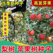当年新苹果种子 四季播水果种子苹果树的种子室内盆栽 梨树种子
