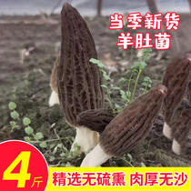 头茬野生新鲜的羊肚菌菌菇鲜货松茸特级散装批发竹荪云南特产空运