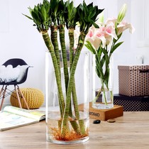 特大号落地花瓶玻璃透明摆件水养富贵竹水竹百合插花客厅家用鱼缸