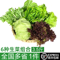 沙拉蔬菜组合3.5斤 球生菜苦菊奶油罗马新鲜蔬菜西餐色拉沙拉食材