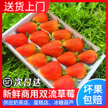 四季草莓新鲜商用水果同城配送烘焙糖葫芦专用双流酸草莓批发顺丰