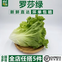 【千牛优福】罗莎绿500g花边生菜花叶新鲜蔬菜沙拉食材 5件包邮