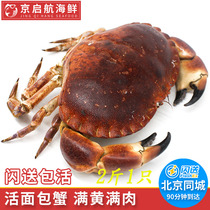 1斤的价格 鲜活<em>面包蟹</em>1-2斤一只 活体特大海鲜水产螃蟹新鲜黄金蟹