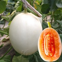 东方明珠羊角蜜新方蜜甜瓜种籽孑白皮红肉香瓜哈密瓜西瓜蔬菜种子