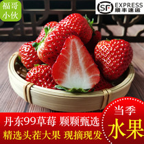 丹东99草莓新鲜红颜奶油东港九九甜牛奶草莓正宗大果礼盒当季水果