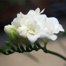 重瓣香雪兰种球盆栽 混色小苍兰种子家庭浓香型四季植物带花包邮