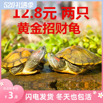 可下蛋宠物小乌龟。活物长寿龟黄金巴西龟活体淡水招财两只情侣网