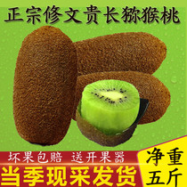 贵州贵长猕猴桃修文猕猴桃弥猴桃泥猴桃 当季水果猕猴桃7个吃不够
