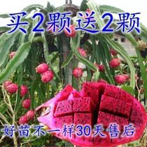 红心火龙果树苗家庭阳台庭院四季南北种植盆栽水果种苗当年结果
