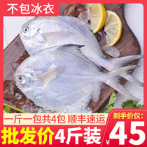 4斤鲳鱼新鲜冷冻东海舟山海鱼海捕银鲳鱼鲜活海鲜水产白鲳鱼平鱼