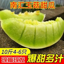 上海南汇玉菇甜瓜10/5斤新鲜水果现摘青皮绿肉特产香瓜哈密瓜包邮