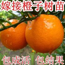 橙子树苗冰糖红江橙特大纽荷尔脐橙嫁接果树血橙南方种植当年结果