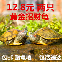 情侣巴西龟小乌龟活物幼龟观赏龟长寿龟两只宠物龟活体大水龟