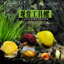 黑金刚螺活体淡水宠物蜗牛观赏螺清洁除藻苹果斑马洋葱黄金杀手螺