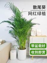 散尾葵室内植物盆栽客厅大型绿植凤尾竹袖珍椰子新房家用吸除甲醛