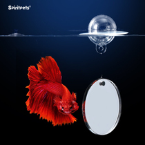 泰国斗鱼专用训练镜悬浮球罗汉鱼雷龙鱼造景小型鱼缸展尾锻炼镜子
