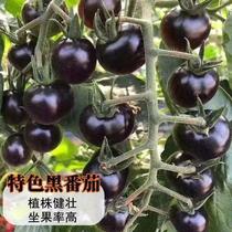 种子四季钻石番茄阳黑台盆栽易种植黑宝石樱桃番茄水果型蔬菜种籽