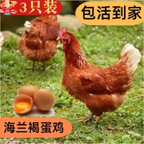 3斤海兰褐蛋鸡生蛋鸡下蛋鸡红毛蛋鸡三斤海兰褐苗母鸡产蛋王活体