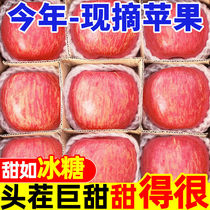 超划算苹果新鲜水果庆阳当季高原红富士苹果5斤10斤整箱现发