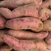 陕北延安延长老品种红薯白心自产自销农家带箱整10斤