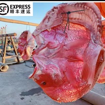 红鱼干海南特产海鲜干货整条礼盒装海鱼干深海风干淡晒干鱼咸鱼