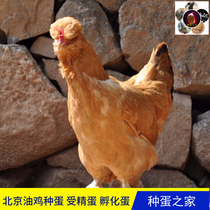 正宗北京油鸡种蛋受精蛋可孵化蛋纯种肉蛋鸡苗中华宫廷黄毛脚土鸡