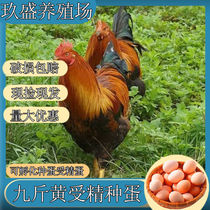 受精种蛋可孵化小鸡受精蛋黄脚九斤黄种蛋受精蛋土鸡种蛋量大优惠