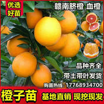 麻阳冰糖柑树苗嫁接冰糖橙甜橙果树南方种植地栽当年结果橙子幼苗